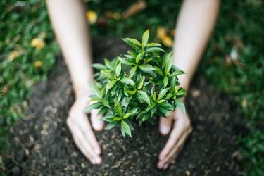 tree planting