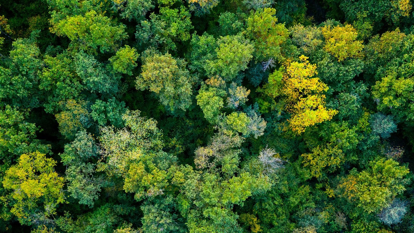 Green trees